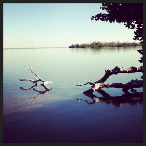 view from run