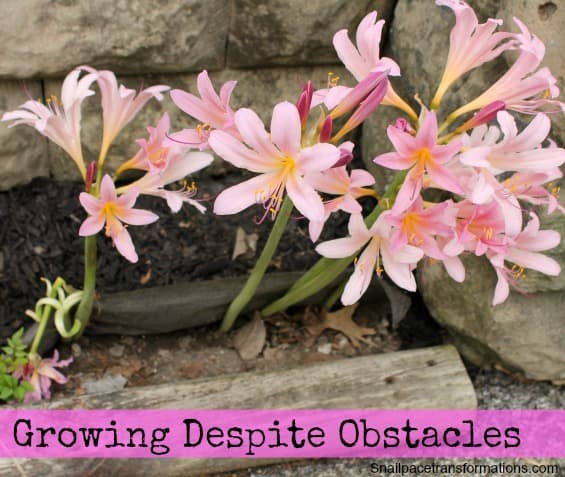 growing despite obstacles