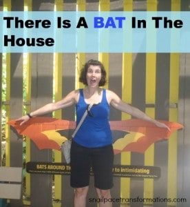 There is a bat in the house