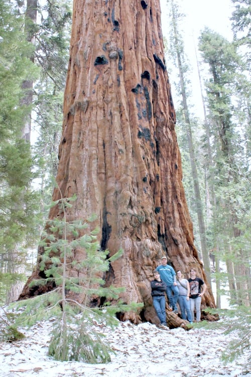 RV trip: Sequoia National Park.