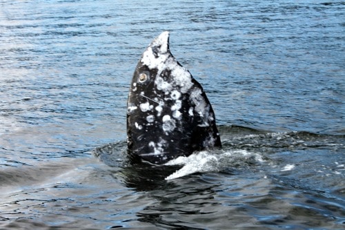 RV Trip Update Week 13: Whale watching, Tofino, B.C. .