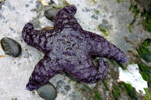 RV Trip Update Week 12: Starfish found on the beach of Mount Douglas Park, Victoria.