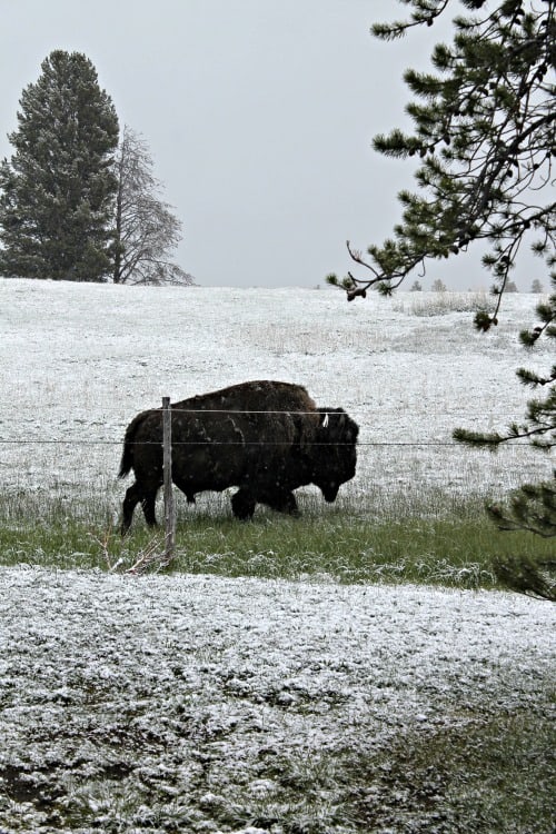 Buffalo seen just outside Yellowstone during week 19 of a 22 week RV road trip.